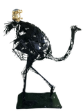 Ostrich Bob Tail Riding