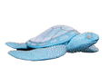 Turtle - Turquoise