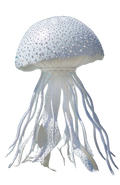 Meduse White