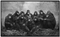 Gorilla Family Portrait