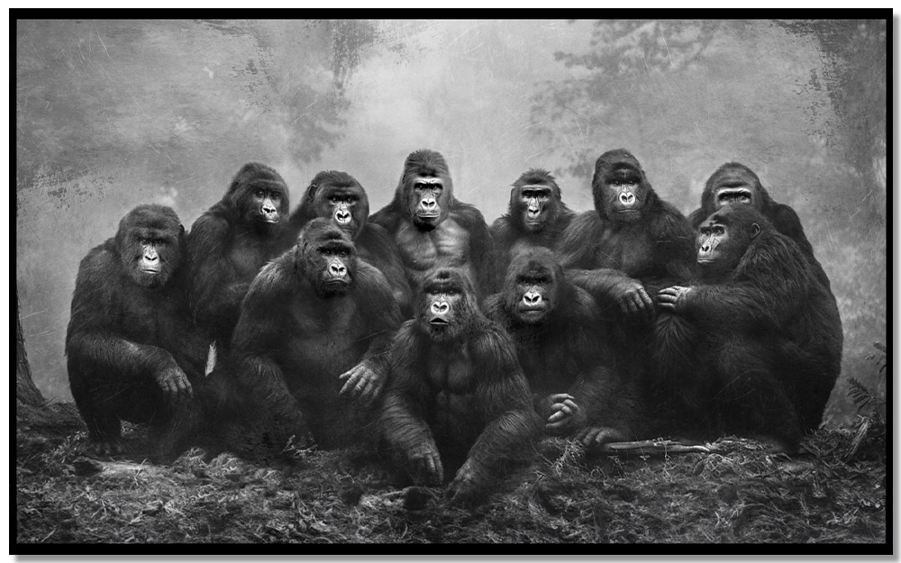 Gorilla Family Portrait