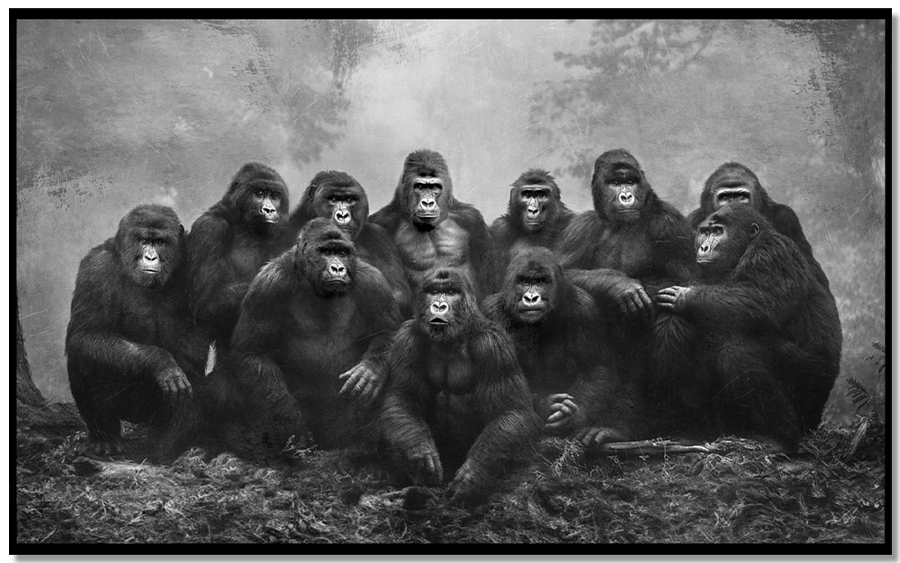 Gorilla Family Portrait