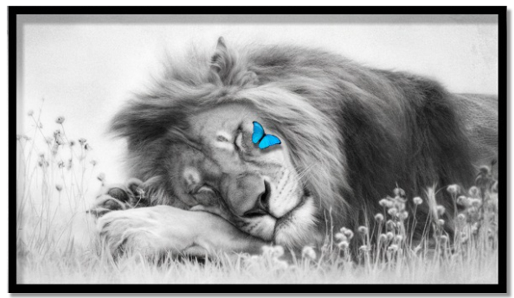 Sleeping Lion