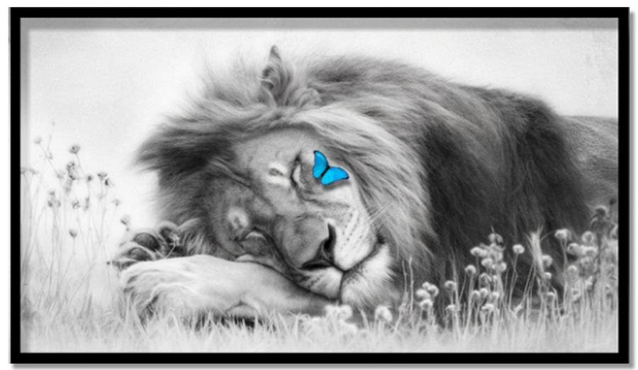 Sleeping Lion