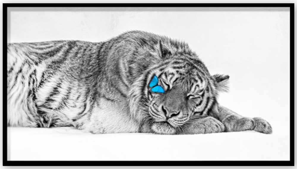Sleeping Tiger