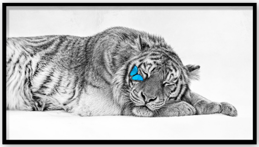 Sleeping Tiger