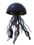 Meduse Black