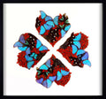 Butterfly Lucky Charm
