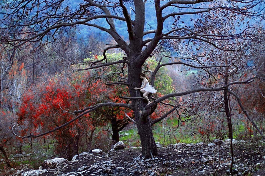 A Fairy on a Burnt Tree