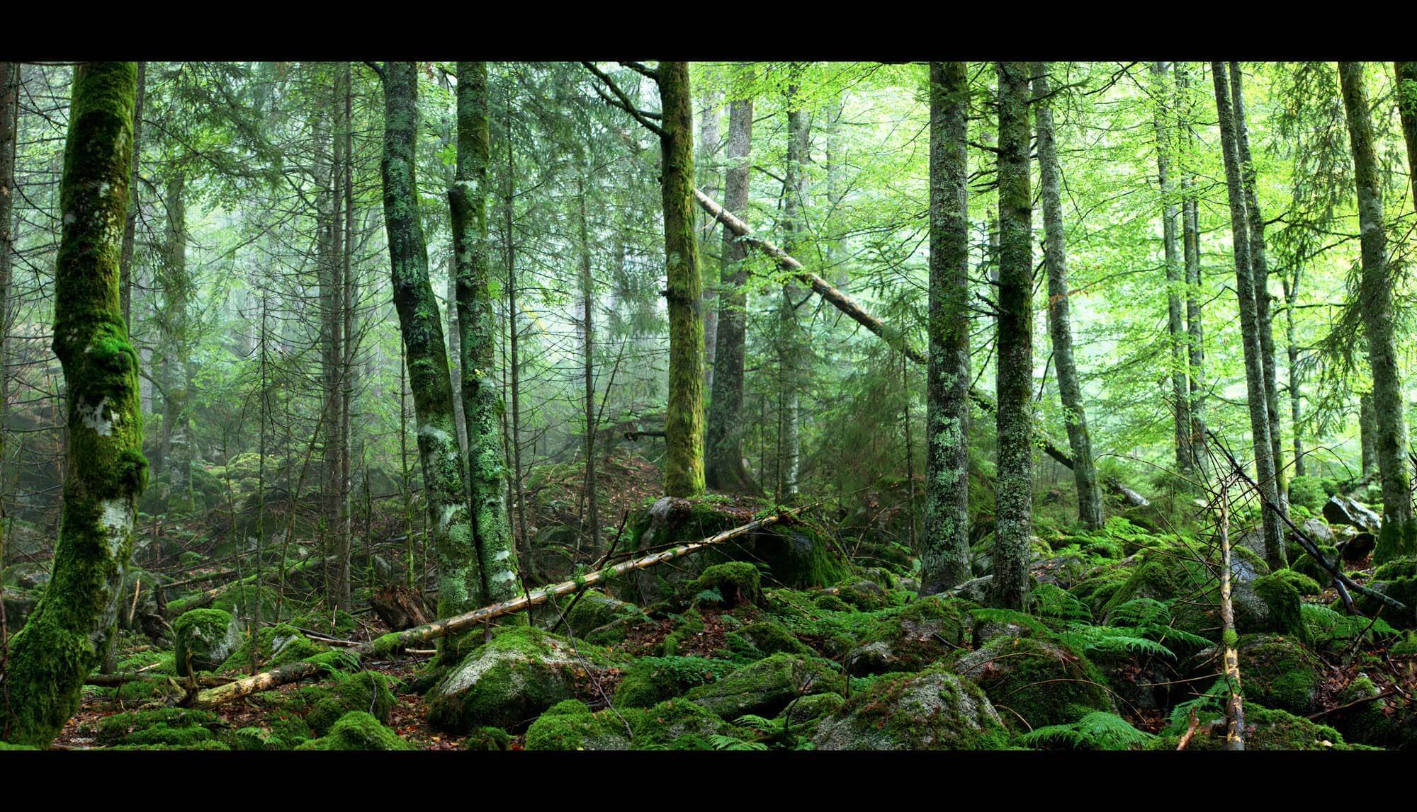 Forest