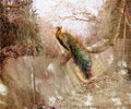 Orange Neck Peacock