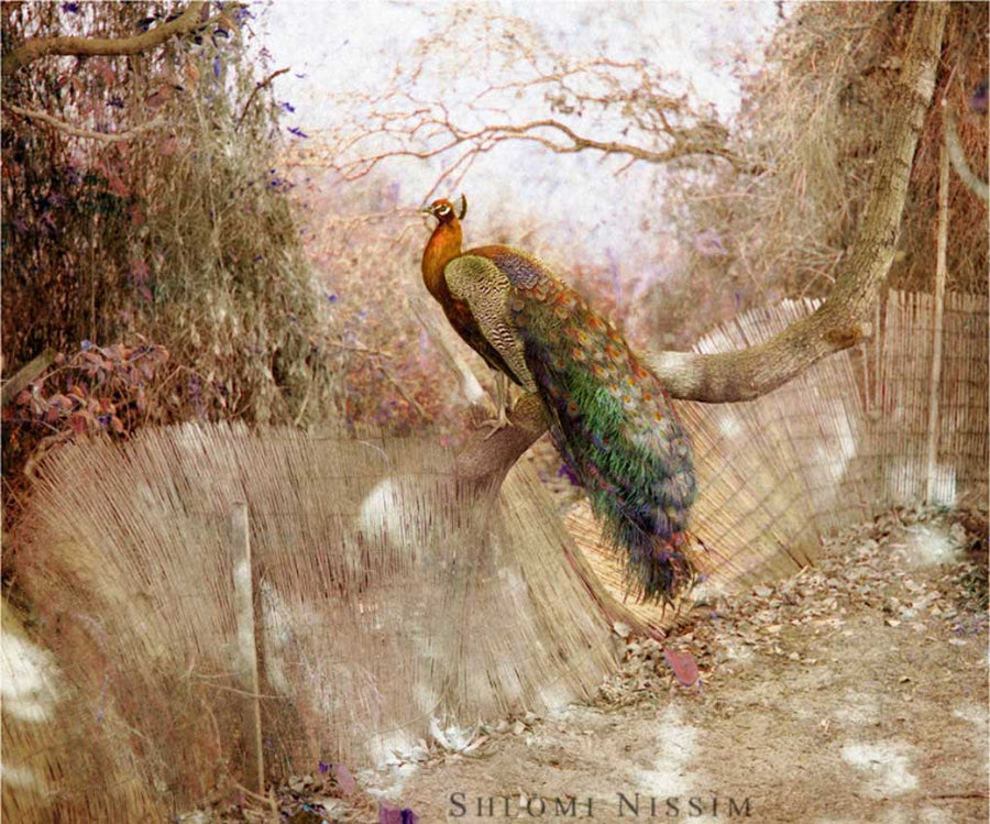 Orange Neck Peacock