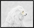 The Great White With Butterfly