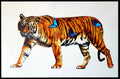 Female Tiger