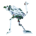 White Flower Ostrich