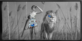 The Hunter and the Lion