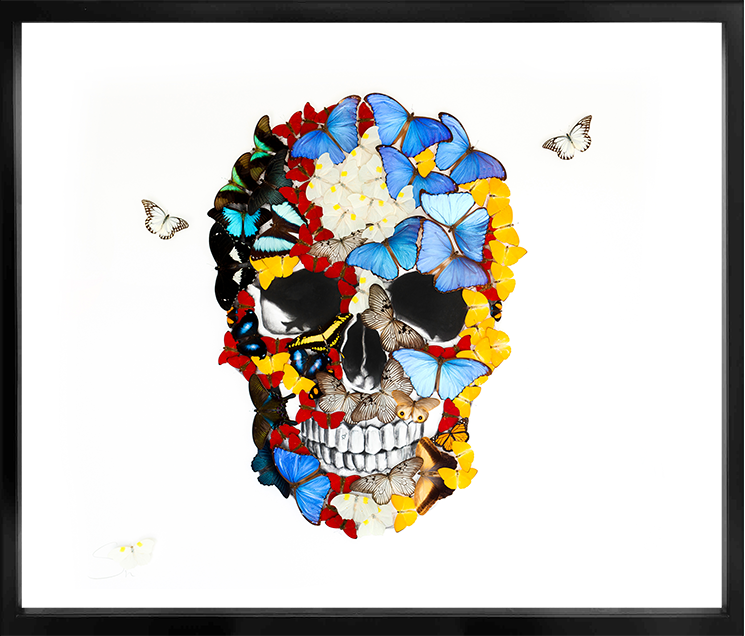 Front Skull