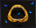 Golden Great White Jaws