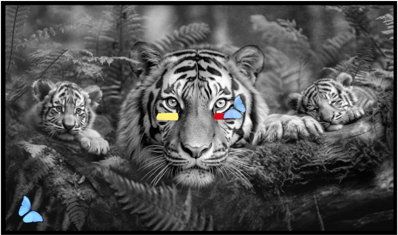 Mother Tiger and Two Cubs