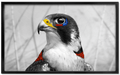 Peregrine