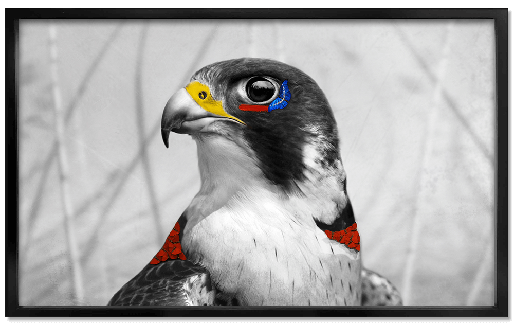 Peregrine