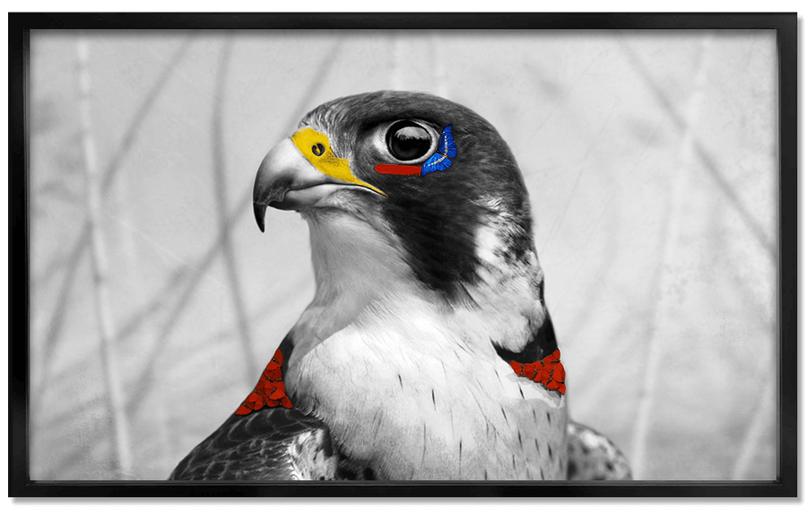 Peregrine