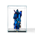 Small Envol
