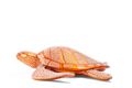 Turtle Orange
