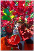 Sea of Roses