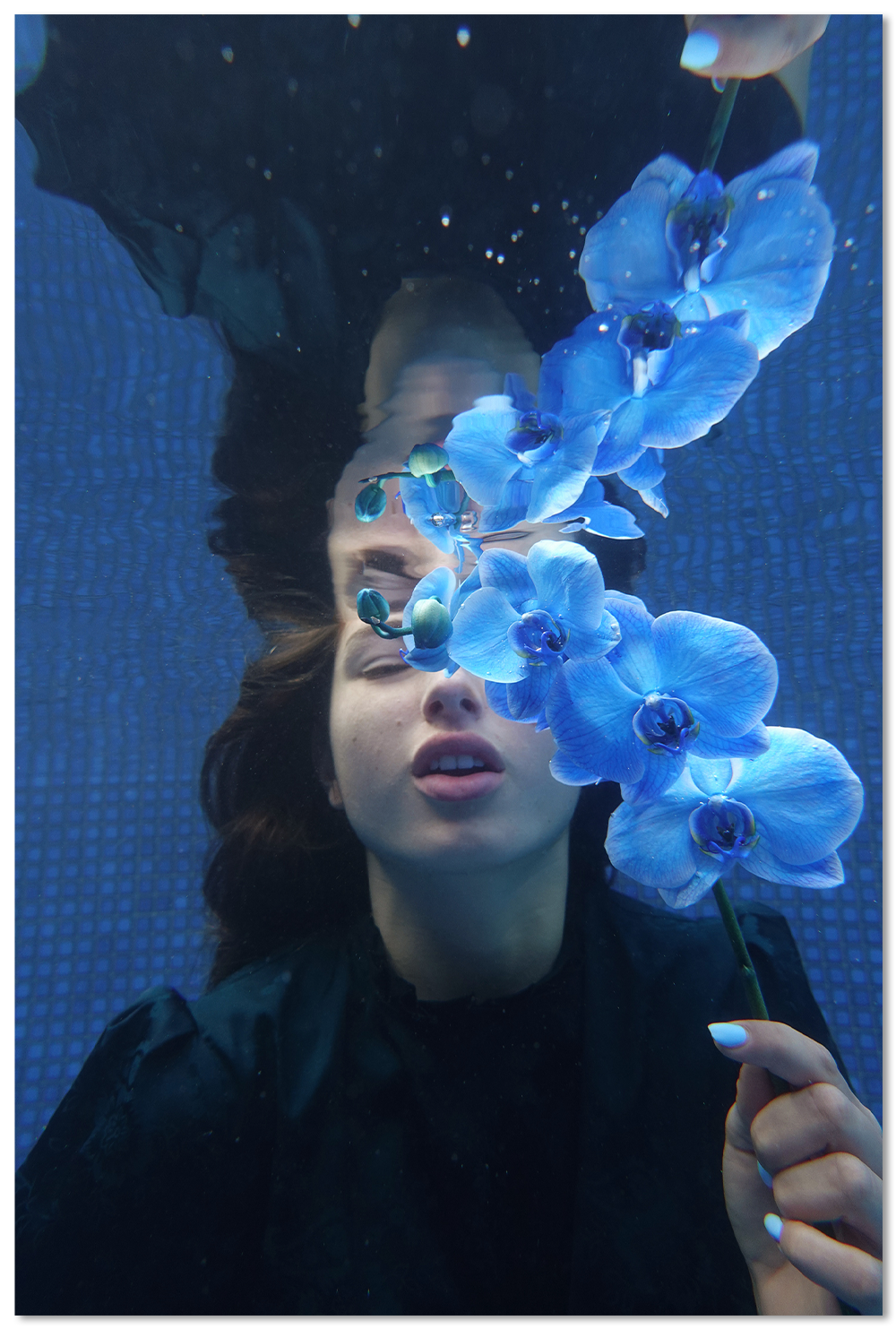 Blue Orchid
