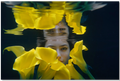 Yellow Calla