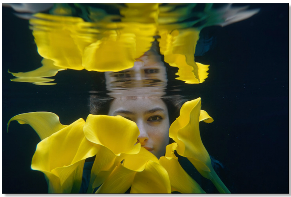 Yellow Calla