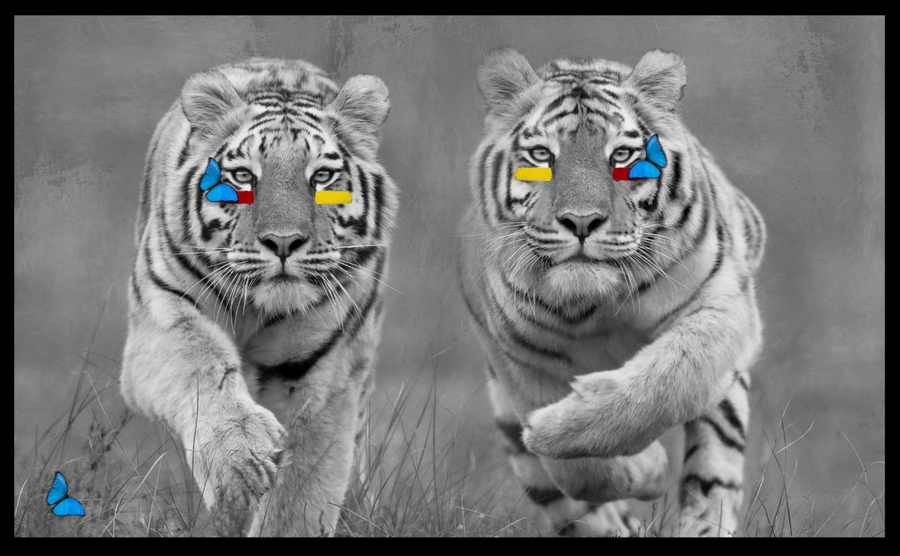 Me & You - Tigers
