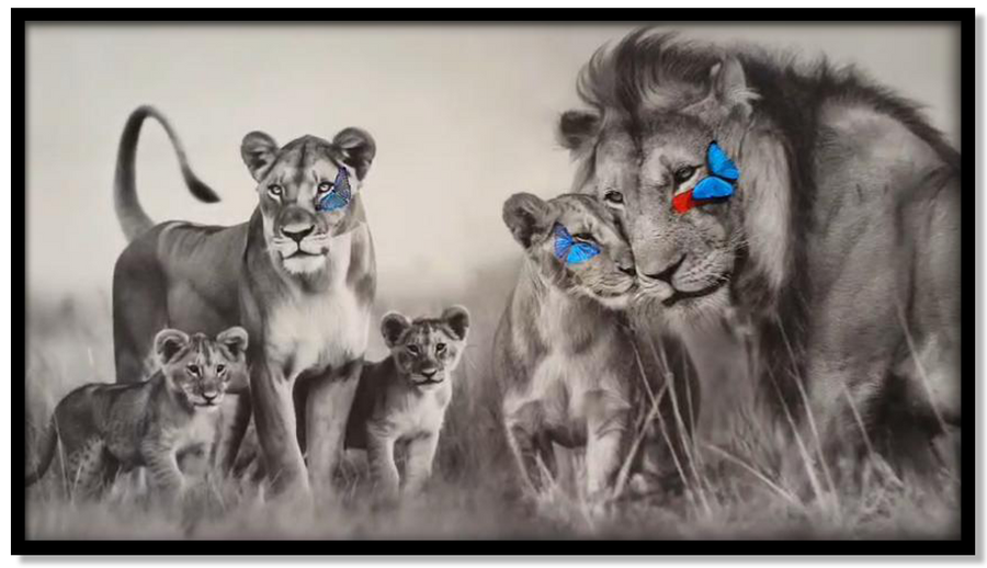 Lion Family