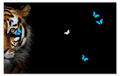 Black Tiger