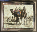 Camels Driver